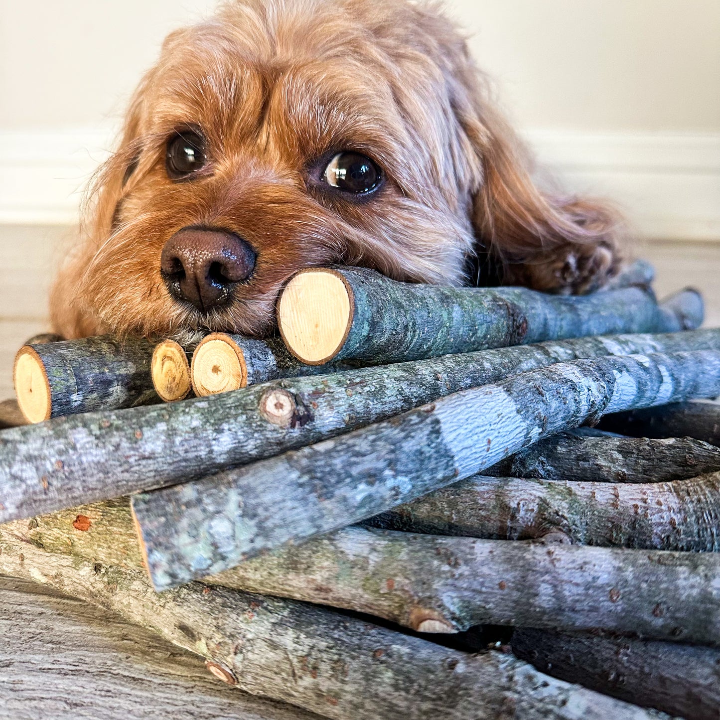 Stick Refill Bundle